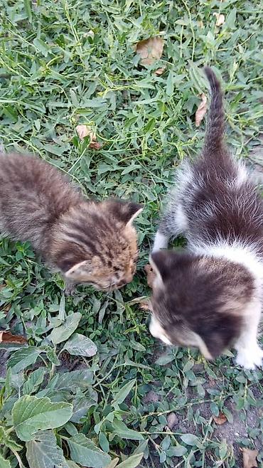 котята 1 месяц: Котята, короткошёрстные, домашние.

Описание: жакында туулган — 1