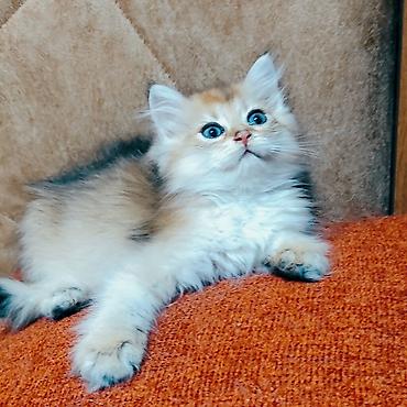 голден шиншилла: Золотая шиншилла, Самец, Самовывоз — 2