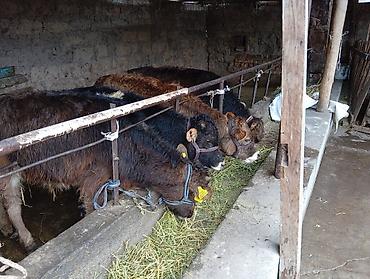 Коровы, быки: Продаю | Бык (самец) | Швицкая | На откорм — 5