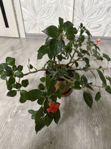 сублимированные фрукты бишкек цена: Комнатные цветки это цена каждогопо вопросам звонить по номеру lalafo.kg да сублимированные фрукты бишкек цена: Комнатные цветки это цена каждогопо вопросам звонить по номеру