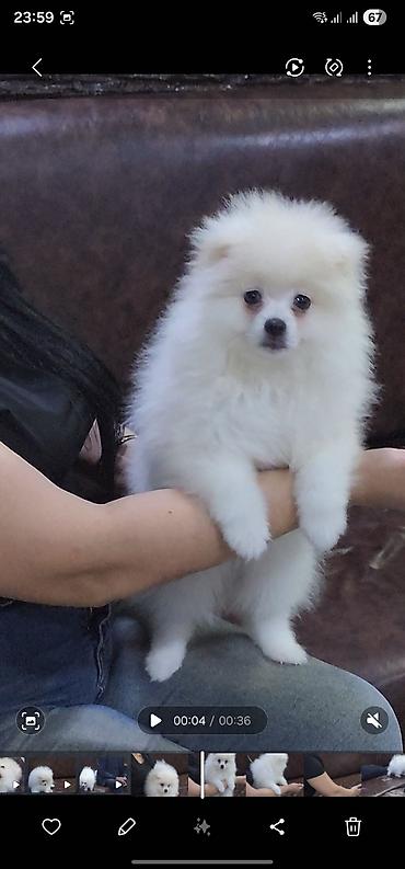 heyvan evleri: Məhsul: Pomeranian Spitz balası - Rəng: qar kimi ağ - Xəz: sıx — 2