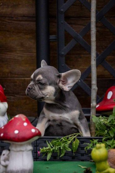 Psi: Na prodaju prelepi i preslatki štenci francuskog buldoga u exotic — 2