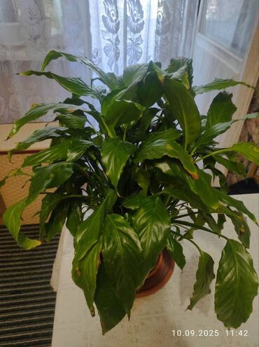 комнатные цветы сокулук: Продам цветок Женское счастье (Спатифиллюм).В хорошем состоянии
