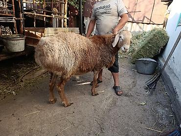 Продам с/х животных: Продаю | Баран (самец) | На забой, Для разведения — 2