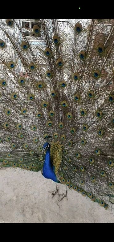 голубь птицы: Индийский павлини возрост 4 года готовый семейка 1самец 2 самка 400$
