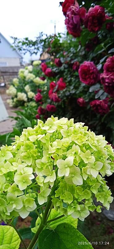 Гортензия: Саженцы Самовывоз — 11