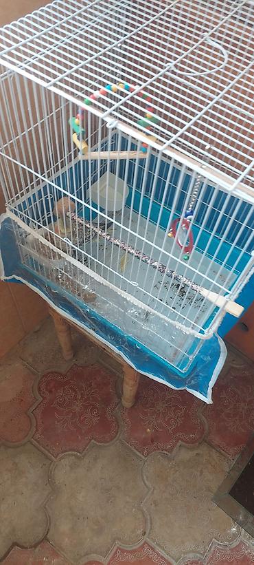 Quşlar: Nymph parakit (Cockatiel) – sarı gri ləkəli rəng, yanaqlarda portağal — 4