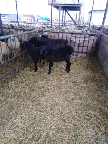 ineklerin qiymeti: Quzular satılır 6-7 aylıq hissar quzuları satılır, diri çəkisi 1 kg 9