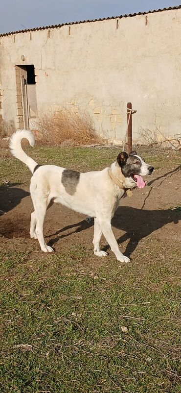 İtlər: Qurdbasar, 2 il, Erkek, Peyvəndli, Rayonlara çatdırılma — 5