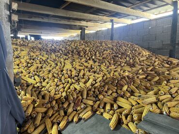 живой корм: Продаю кукурузу в початках 15 сом, сорт Пионер есть в большом объеме
