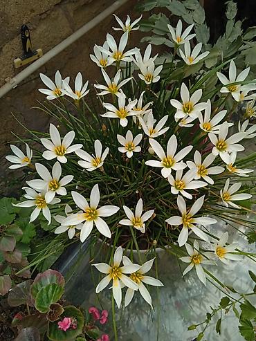 Otaq bitkiləri: Традесканция и др — 23