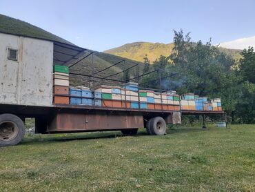 Животные: Продаю платформу на 60 пчелосемей