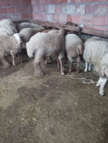 Qoyunlar, qoçlar: 10 eded quzu 4erkey və 6disi qiymət alıcıyla razılaşma yolu ile.Cox — 5