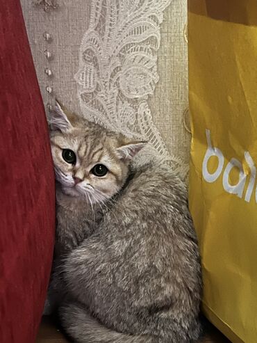 котенок шиншилла цена: Скотиш Страйт (Шотландская прямоухая), 3 месяца, Девочка, Золотая шиншилла, Приучена к лотку, Проглистована, С прививками