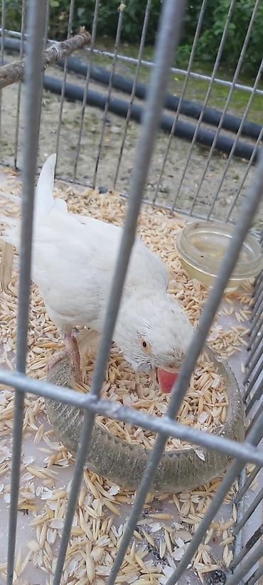 купить какаду: Ağ rəngli papuqay (halqalı kakadu tipli, orta ölçülü). Xüsusiyyətlər — 2