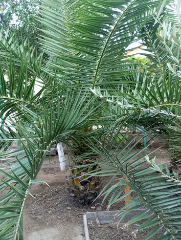 Ağaclar: Ağaclar — 8