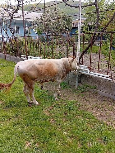 etlik cuceler: 7 aylıq erkək dana satıram 90 nan kox əti var sağlam yiyimgil maldı — 1