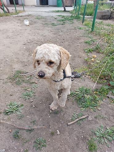 Pişiklər: Yaxşı əllərə — 8