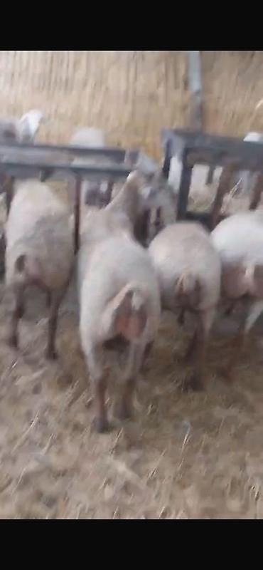 bzov: 60 dene var isdyen nomreni vatcapına yazsin video atm 0557112258 — 2