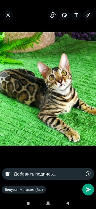 Продажа кошек: Друзья !! в проф питомнике Бен Гла Мур новые детки .Бенгальские котята — 19