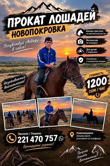 битал теке: Продаю | Конь (самец) — 1