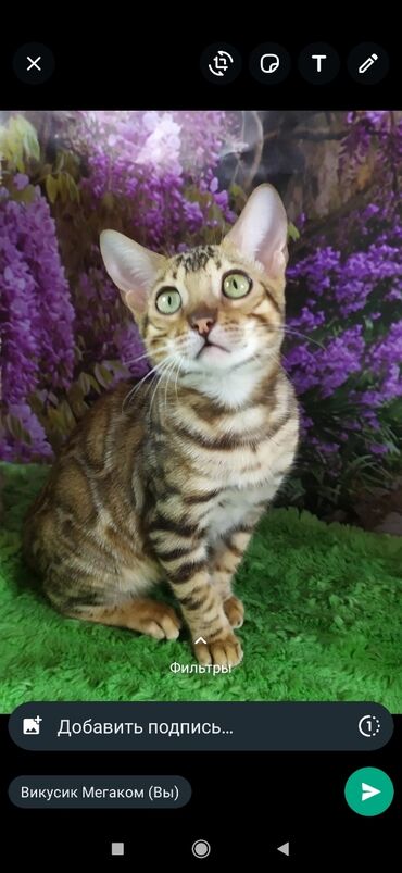 Продажа кошек: Друзья !! в проф питомнике Бен Гла Мур новые детки .Бенгальские котята — 4