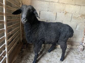 дом кролика: Сатам | Кочкор (эркек) | Көбөйтүү үчүн, Союуга | Жасалма жол менен боозутуу