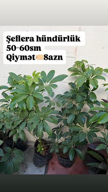 yasəmən agaci satisi: 1. Şeflera 8azn hündürlük 50-60sm 2. Peperomia 5-6azn. 3.Dua gülləri — 6