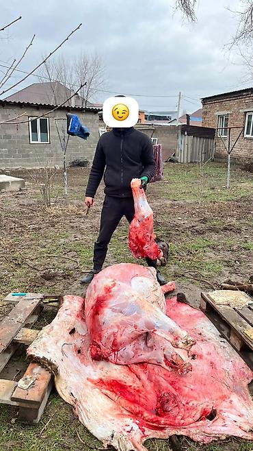 Заберу павших скутов помои из Кафе Бесплатно