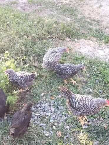 lalafo az quslar: 45günüy xarkov cucələri satıram xacmazdadı 15ədədi vasapımdı