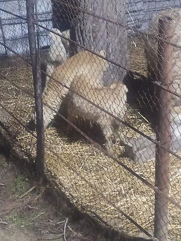 Qoyunlar, qoçlar: Qoyun və quzular - Cins: yerli ətlik/yunlu tip (şəkillərdə ana — 11
