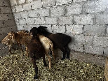 Баран, овца: Продаю | Баран (самец) | На забой at lalafo.kg — 11 Баран, овца: Продаю | Баран (самец) | На забой — 11