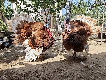 Hinduşkalar: Erkək, Holland, Yumurtalıq, Ünvandan götürmə — 7