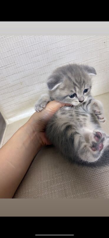 кошка веслоухая: Скотиш Фолд (Шотландская вислоухая), 1 месяц, Девочка, Приучена к лотку
