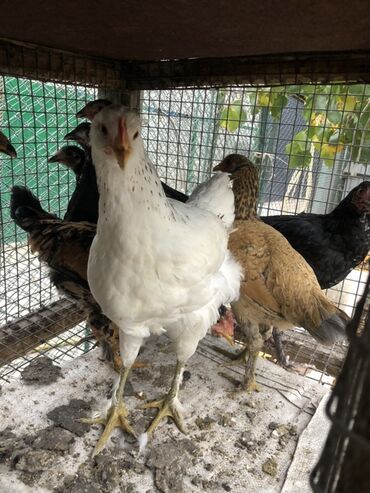 продаю музоо торпок корова самка бык самец айрширская ангус алатауская на забой для разведения на откорм племенные нетель привязанные: Сатам | Тооктор | Көбөйтүү үчүн