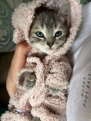 шатланская кошка: Скоттиш-Страйт.Девочка.Почти 2 мес. Приучена к лотку. #Котёнок #Кот