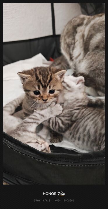 Pişiklər: Ata British fold(yasti qulaq);ana:shinsilla shorthair tabby(dik — 8