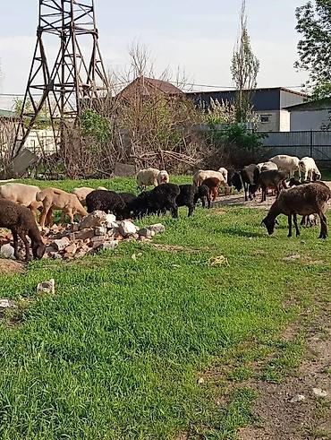 Баран, овца: Продаю | Овца (самка) — 9