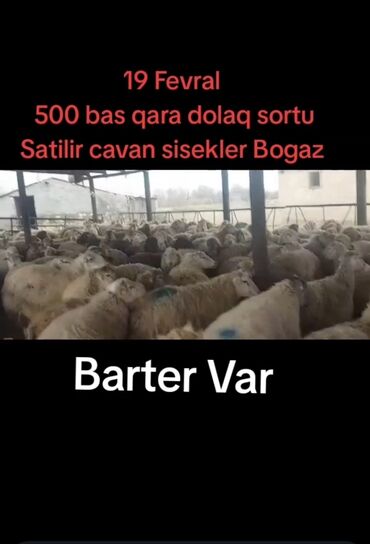 K/t heyvanları və malları: 19 fevral 500 bas qara dolaq sortu satilir cavan sisekler hamisi bogaz