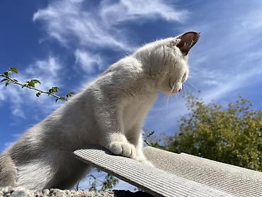 кошка 124: Отдаю котят 2 мес 2 мальчика 1 девочка район кок жар жилмассив — 4