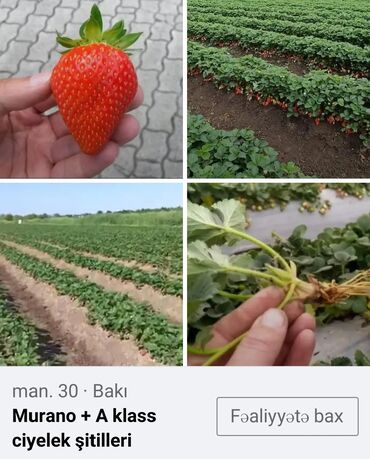 cicek tozu: Məhsul: Murano növü A klass çiyələk şitilləri qiymət 0.30 qəpik.Topdan