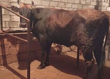 sudlu inək: Ətlikdi Real alicisansa zeng elə — 1