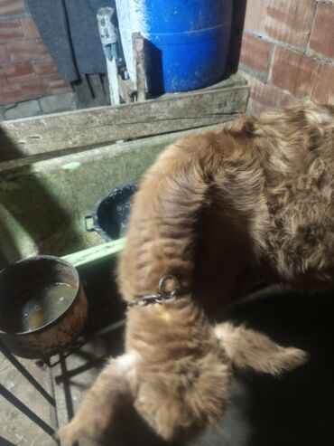 Dana, buzov: Erkey danalardır bordaga yarayır 3də ərkəydi qiymətdə cüzi endirim — 2