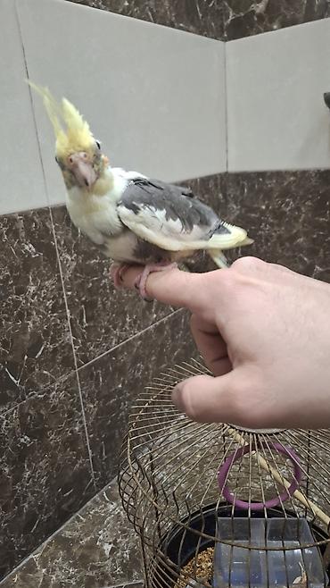 amadin qusu: Karela (cockatiel) quşları satılır. 1 cüt (erkək və dişi, 1 yaş) + 2 — 6