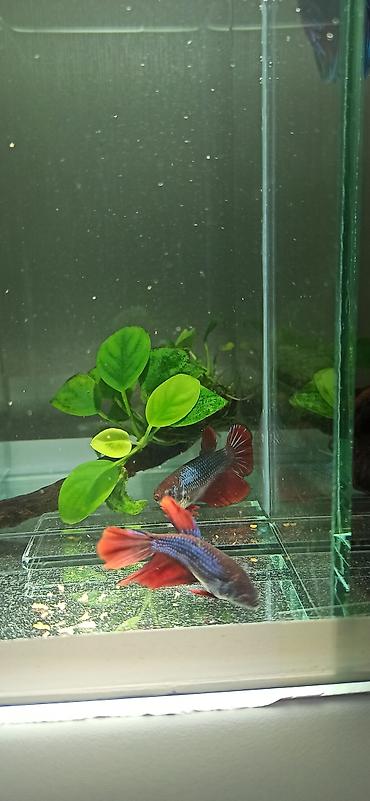 belamor balığı: Betta (Petuşok balığı), Yırtıcı — 10