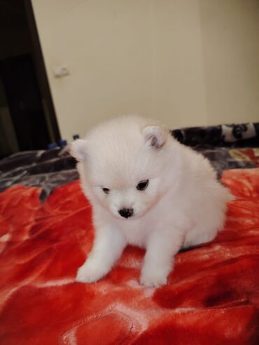 vehsi itler: Şpitz, 1 ay