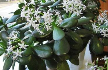 Другой декор и предметы интерьера: Распродажа Денежное дерево, толстянка, Поливать 1-2 раза в неделю — 3