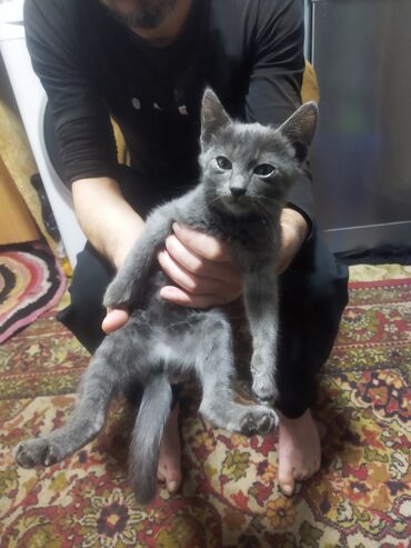 идентификация киви кошелька в кыргызстане бесплатно: Котята на раздачу. 2 месяца. чистые, очень игривые, охотники. Если в