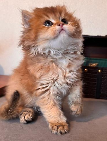 Pişiklər: Şotland yastı qulaq, Erkək, Dişi, Yaxşı əllərə, Ünvandan götürmə, Pulsuz çatdırılma, Ödənişli çatdırılma — 18