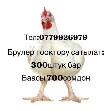 куры хан лайн: Продаю | Петух, Куры | Бройлерная | На забой